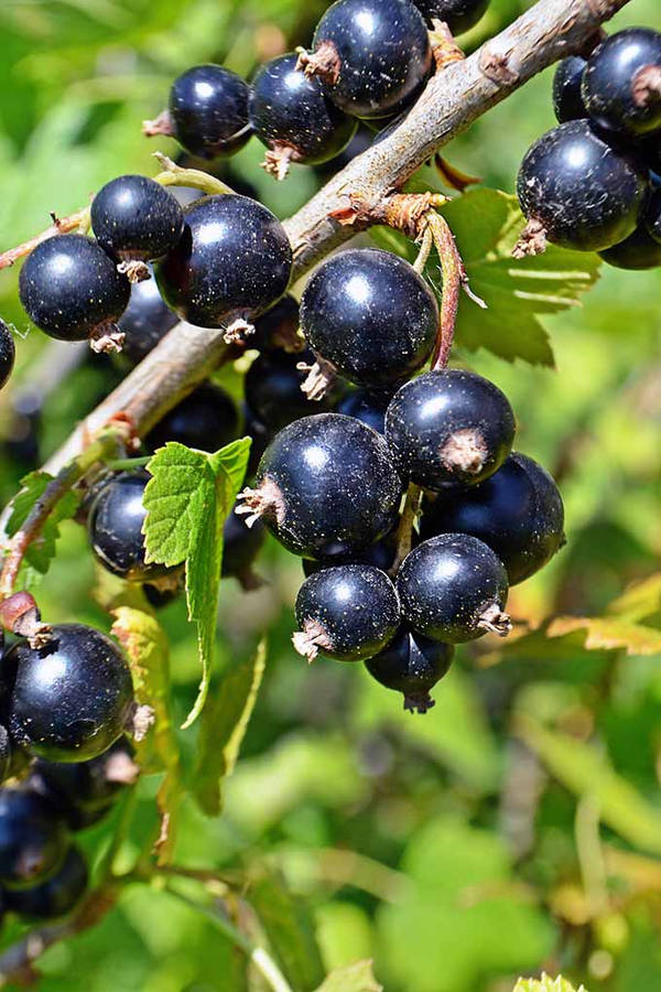 Close-up Image Of Blackcurrant Wallpaper