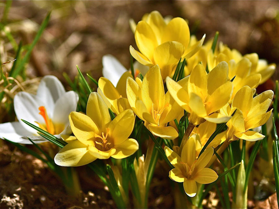 Close-up Look On The Yellow Saffron Wallpaper