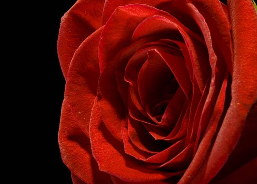 Close-up Macro Black Aesthetic Rose Wallpaper