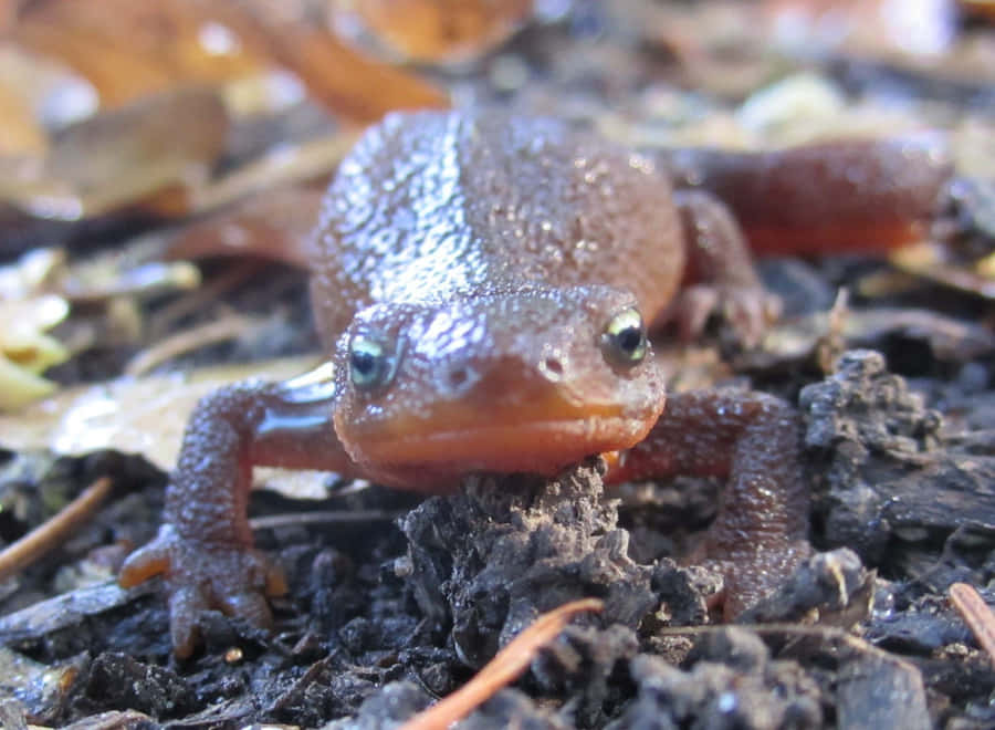 Close Up Newton Forest Floor.jpg Wallpaper