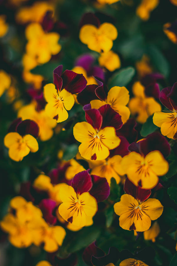 Close Up Of A Bunch Of Pansies Wallpaper