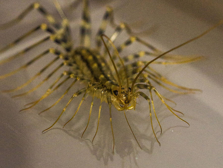 Close-up Of A Millipede On A Leaf Wallpaper