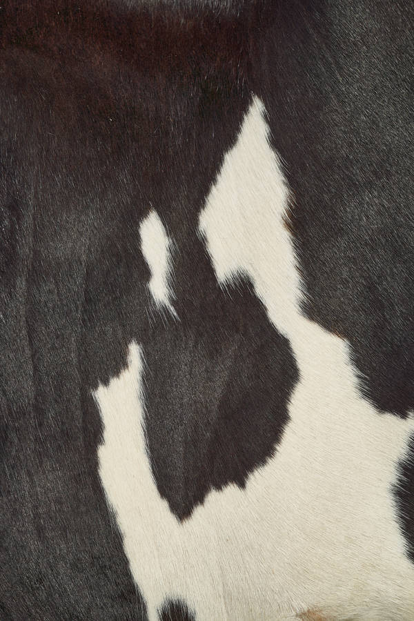 Close-up Of Cow Pattern Fur Wallpaper