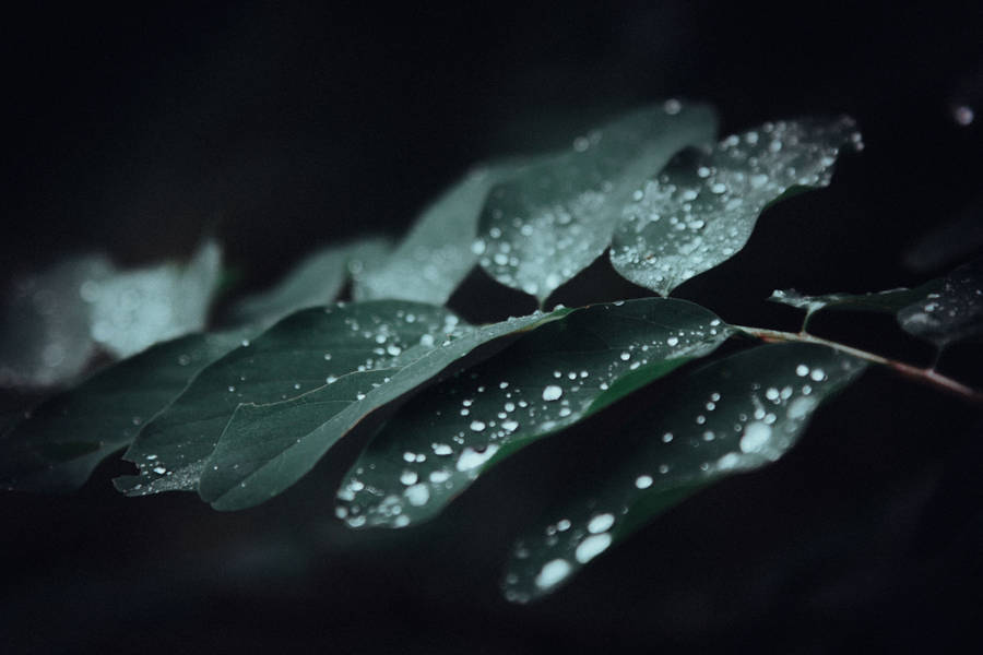 Close-up Of Refreshing Water Droplets On Leaves Wallpaper