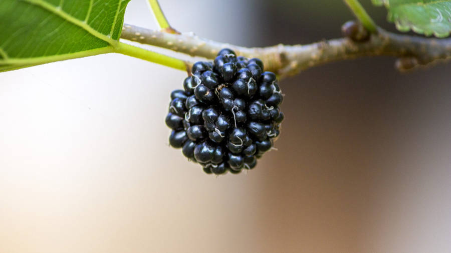 Close-up On Ripened Black Mulberry Fruit Wallpaper