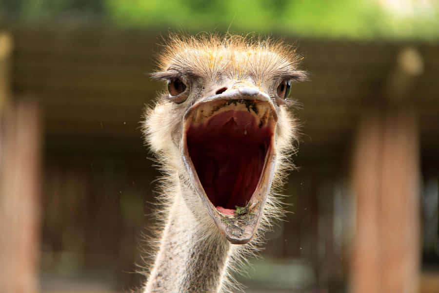 Close Up Ostrich Open Mouth Wallpaper