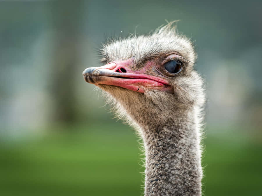 Close Up Ostrich Portrait Wallpaper