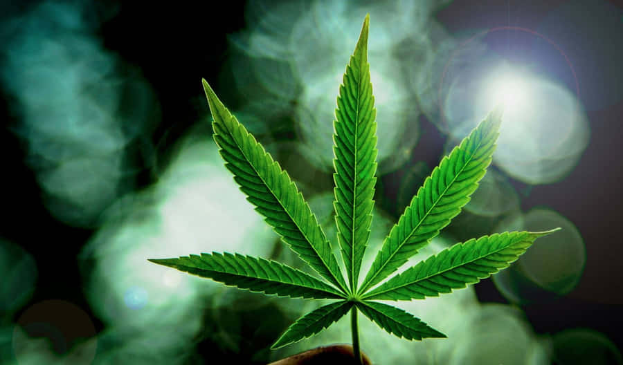 Close-up Photo Of Cannabis Leaf Wallpaper