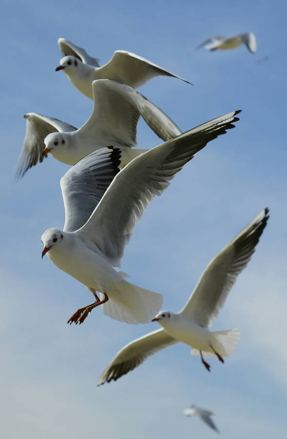 Close-up Photo Of Flock Of Flying Seagull Birds Wallpaper