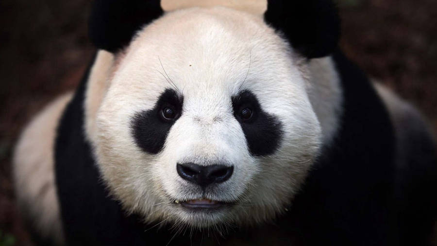 Close Up Photo Of Panda Bear Wallpaper