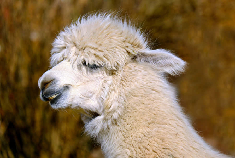 Close Up Portraitofa Llama Wallpaper