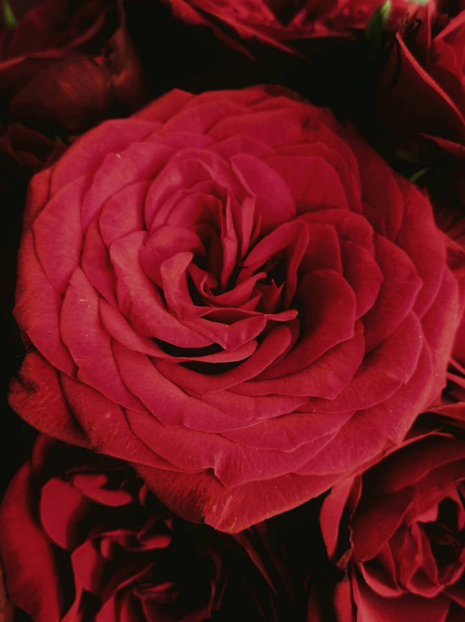 Close-up Red Roses Wallpaper