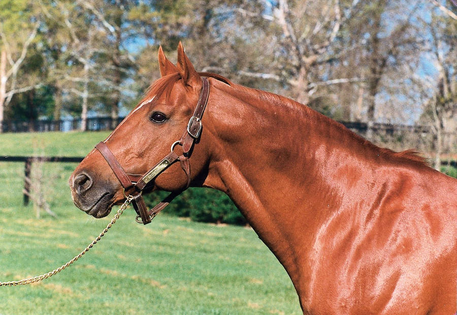 Close Up Secretariat Wallpaper