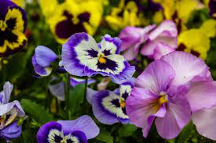 Close-up Shot Beautiful Pansies Wallpaper