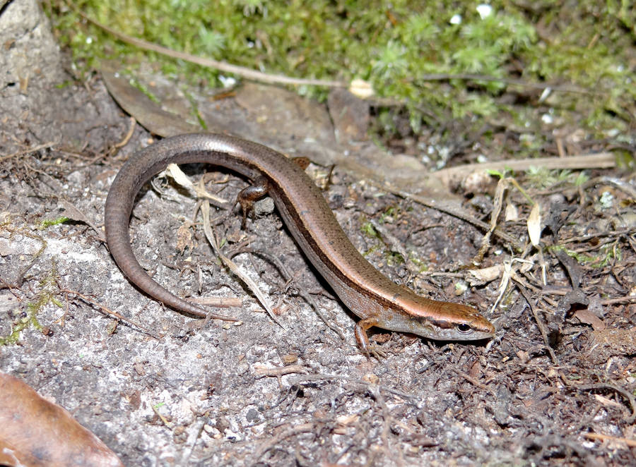 Close-up Shot Of A Ground Skink Wallpaper