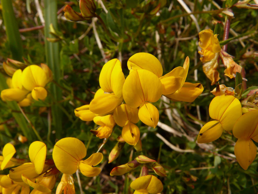 Close Up Shot Of Fenugreek Flowers Wallpaper