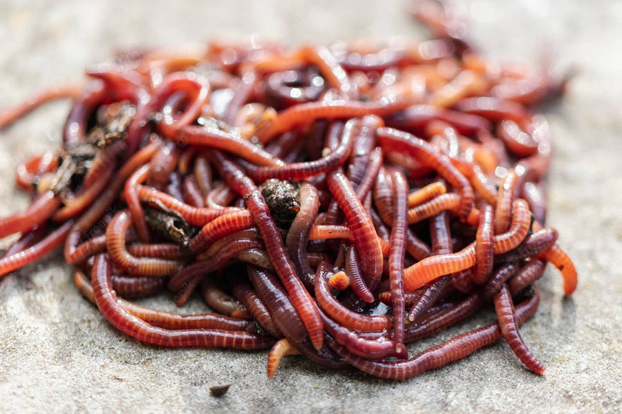 Close-up View Of Earthworms Thriving In Nutrient-rich Manure Wallpaper