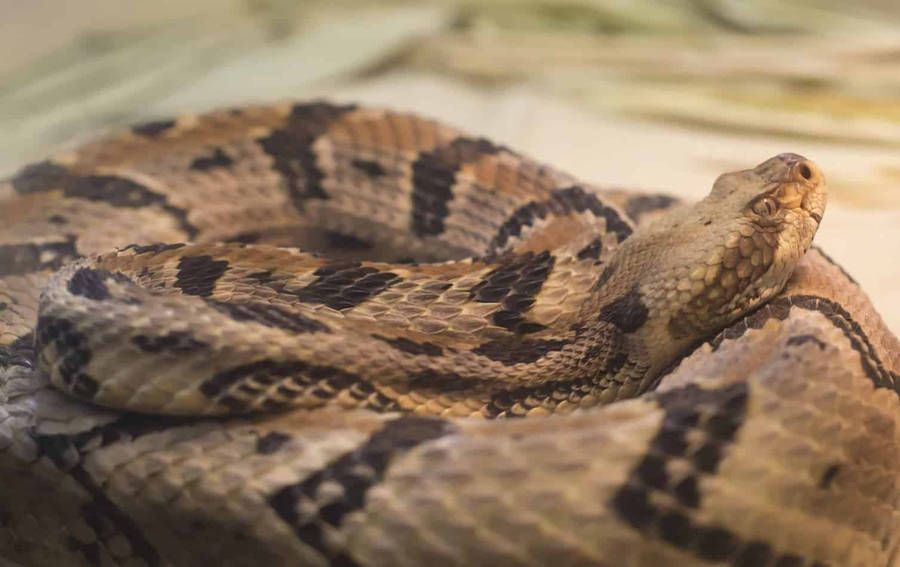 Closer Look Of Timber Rattler Snake Wallpaper