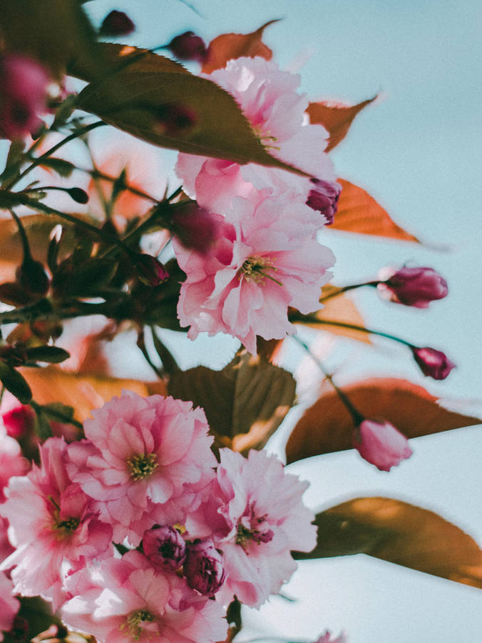 Closeup Cherry Blossom Pink Flowers Aesthetic Wallpaper