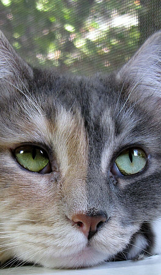 Closeup_ Green_ Eyed_ Cat_ Face.jpg Wallpaper