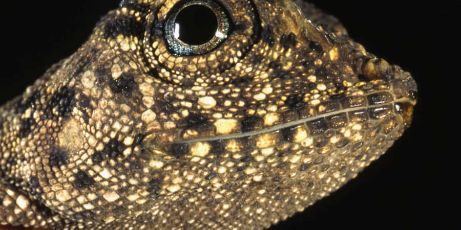 Closeup Lizard Eyeand Scales.jpg Wallpaper