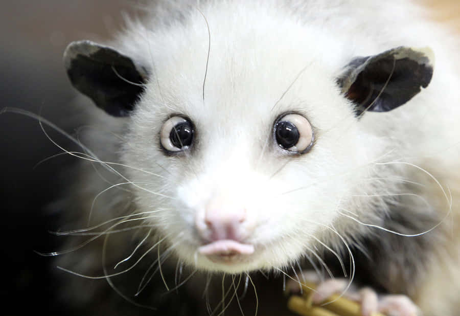 Closeup Young Opossum Face.jpg Wallpaper