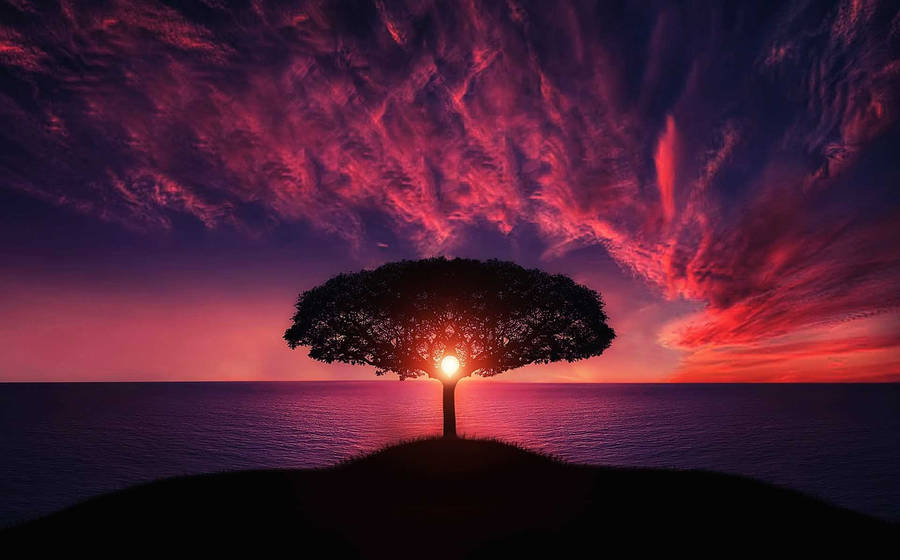 Cloud Background Symmetrical Tree Wallpaper