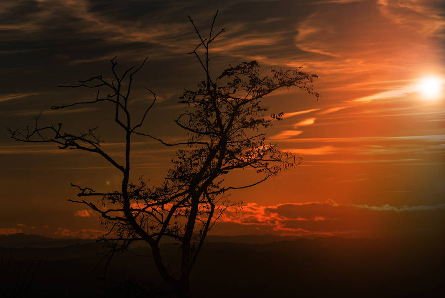 Cloud Background Tree Shadow Wallpaper