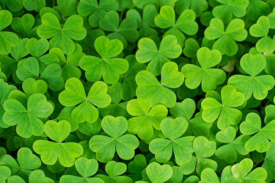 Clover Green Leaves Wallpaper