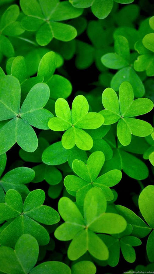 Clover Leaves Aesthetic Wallpaper