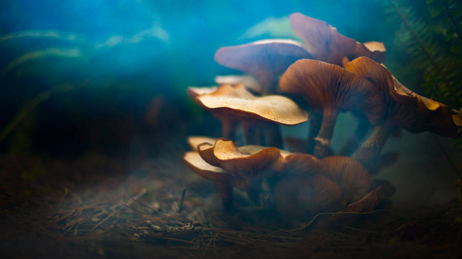 Cluster Of Cute Wavy Mushrooms And Blue Filter Wallpaper