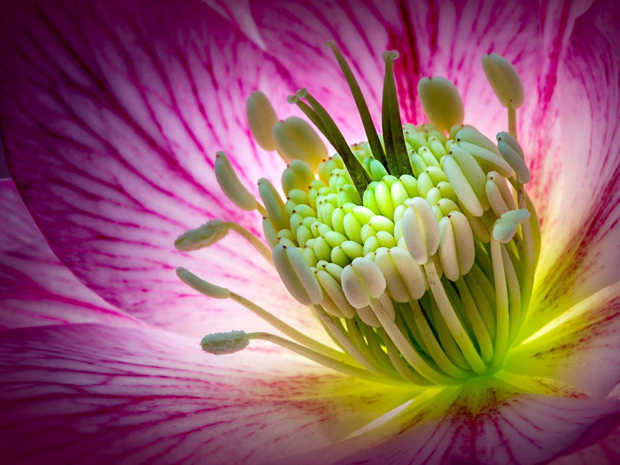 Cluster Of Green Macro Flowers Wallpaper