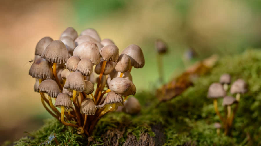 Cluster Of Wild Panaeolus Cyanescens Fungus Wallpaper