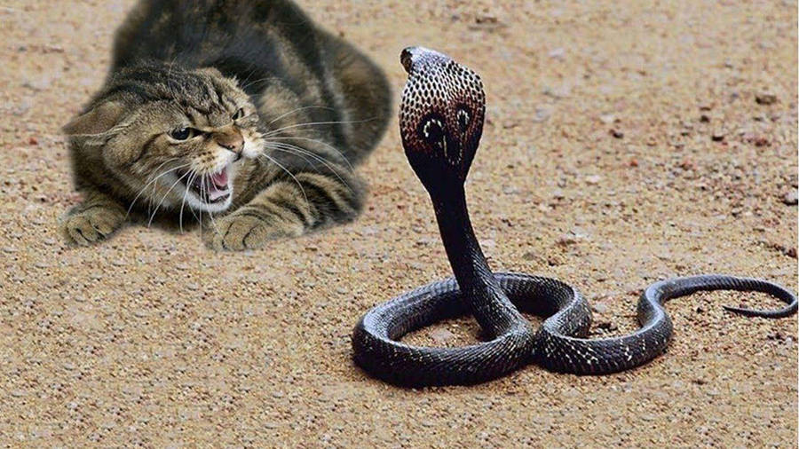 Cobra Black Fighting Cat Wallpaper