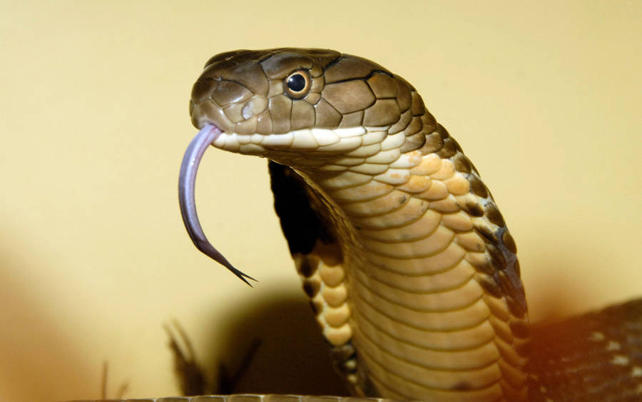 Cobra Close-up Hissing Tongue Wallpaper