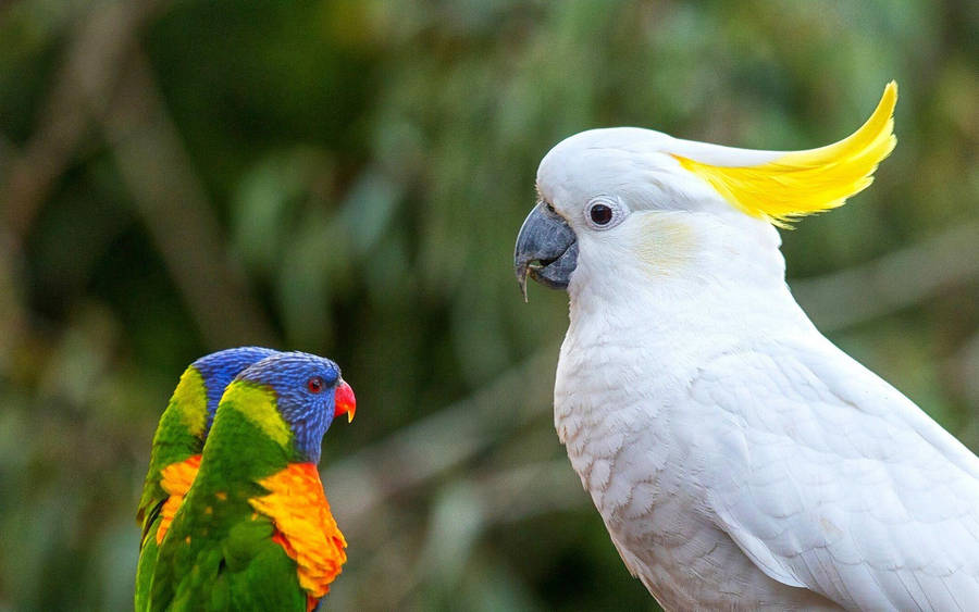 Cockatoo And Rainbow Lorikeet Parrots Wallpaper