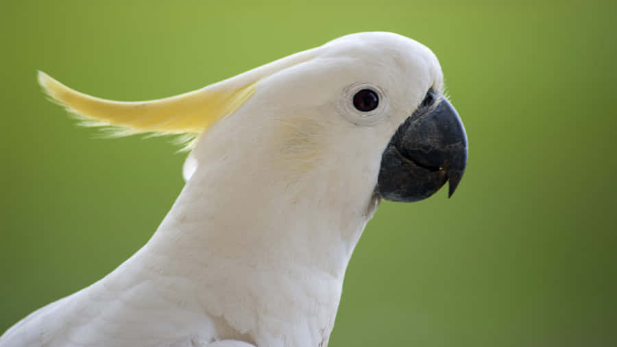 Cockatoo Profile Green Background.jpg Wallpaper