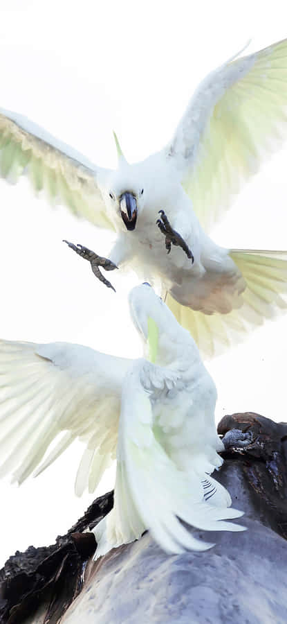 Cockatoos_ In_ Flight_ Confrontation.jpg Wallpaper