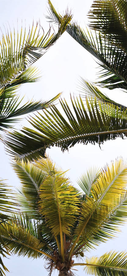 Coconut Tree Leaves Wallpaper