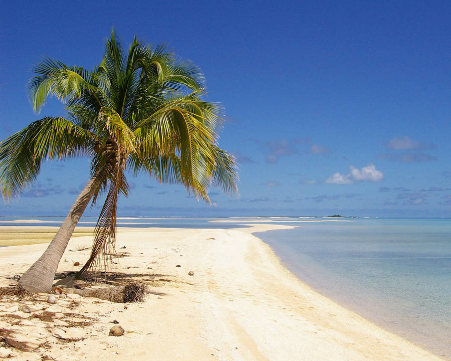 Coconut Tree On Sandy Beach With Debris Wallpaper