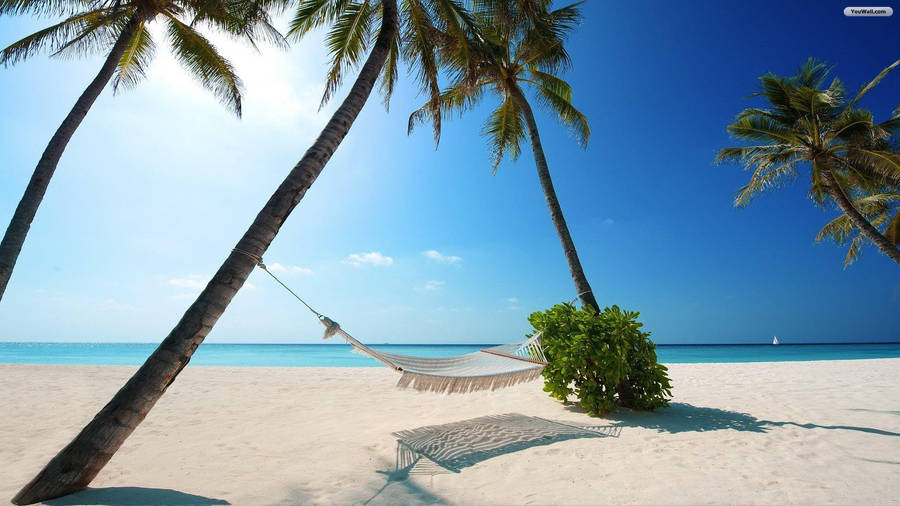 Coconut Trees And Bahamas Beach Wallpaper