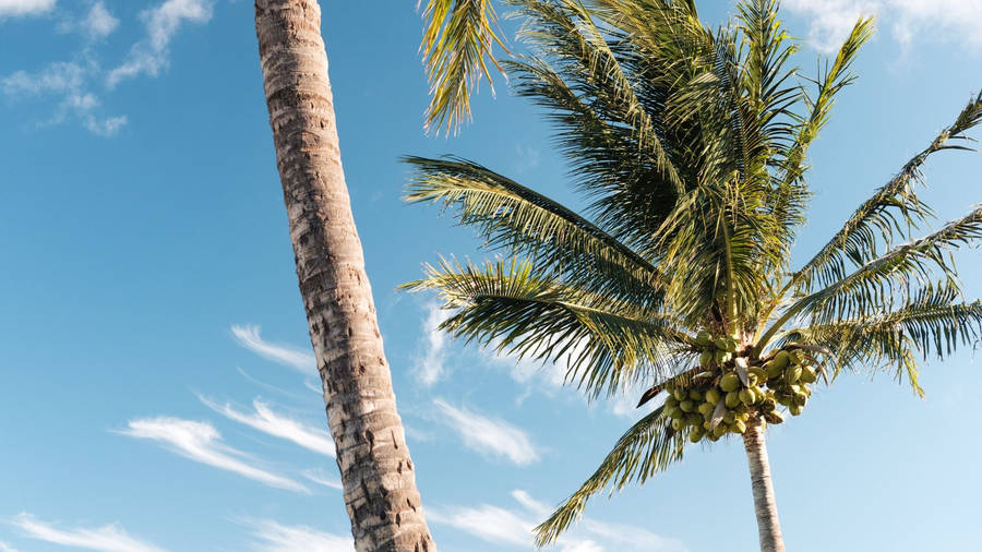 Coconut Trees And The Blue Sky Wallpaper