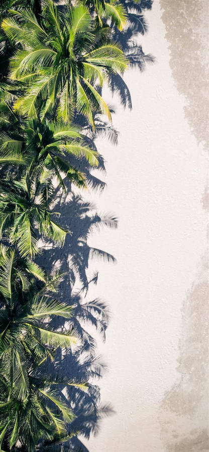 Coconut Trees Lined Up On The Sand Wallpaper