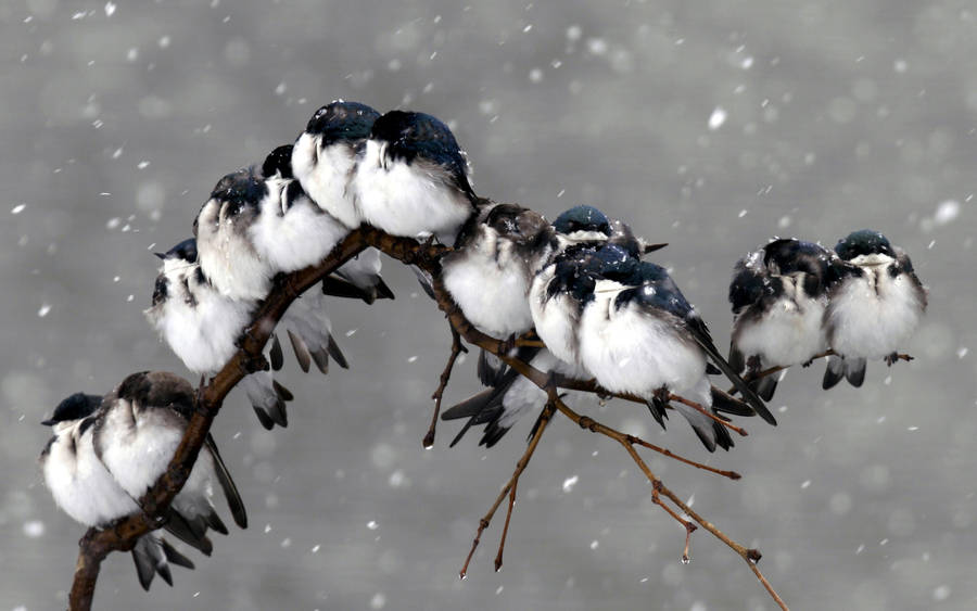 Cold Birds In Winter Storm Wallpaper