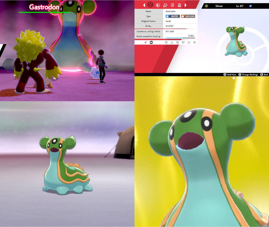 Collage Of Gastrodon Wallpaper