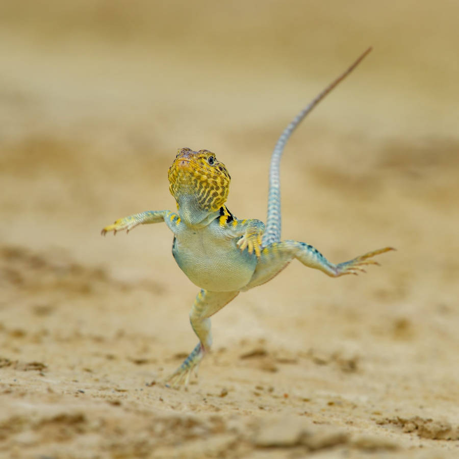 Collared Lizard Raising Leg Wallpaper