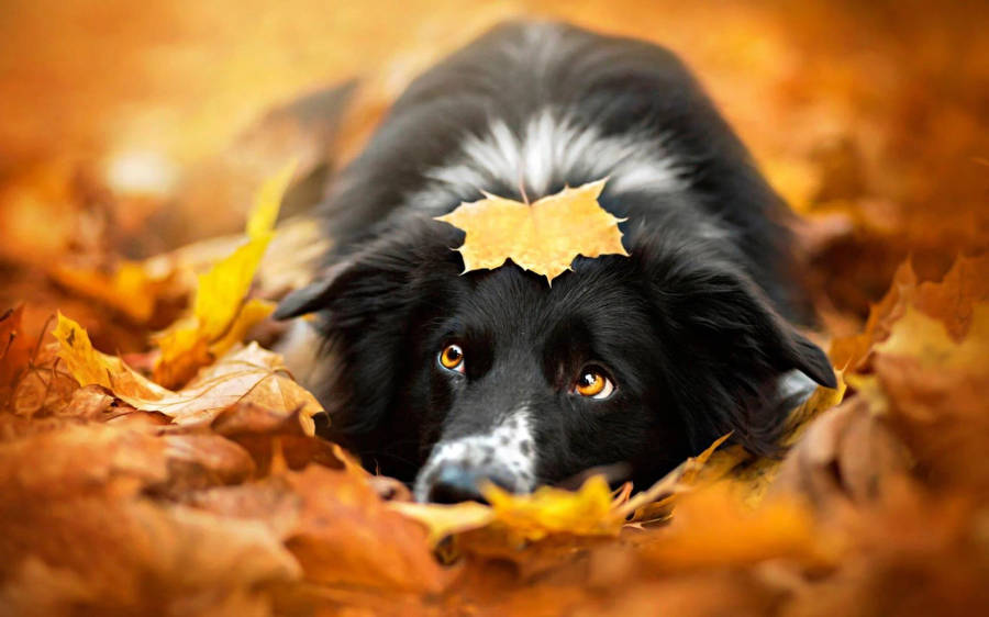 Collie Dog In Fall Season Wallpaper