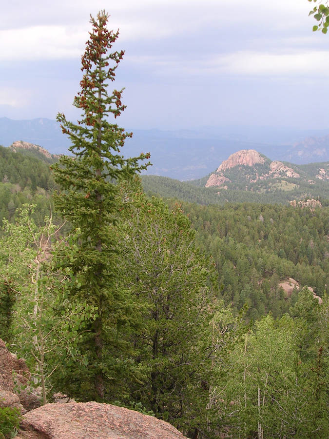 Colorado's Pike National Forest Wallpaper