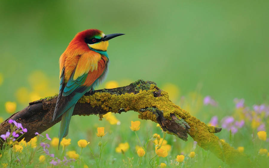 Colorful Bird And Flowers Hd Wallpaper