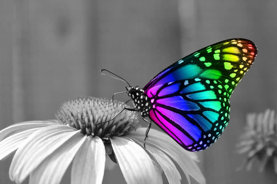 Colorful_ Butterfly_on_ Monochrome_ Flower.jpg Wallpaper